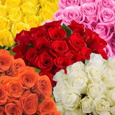 Colours of Life