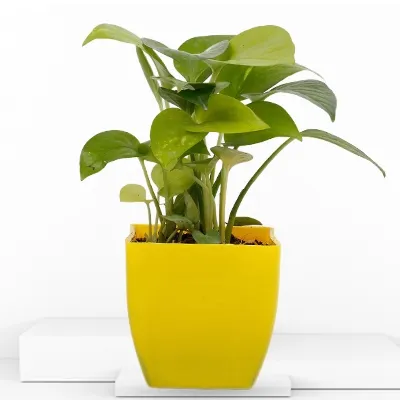 Golden Money Plant in a Yellow Plastic Pot